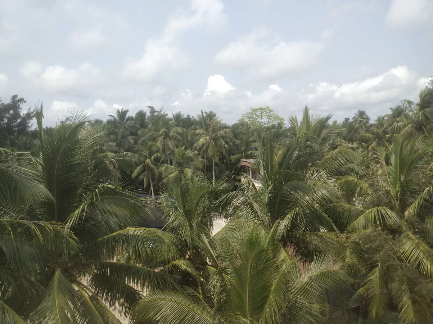海南椰子批发基地